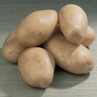 Bintje Potatoes from France - (1kg) - Les Gastronomes